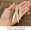 Antler Tip Leather Necklace